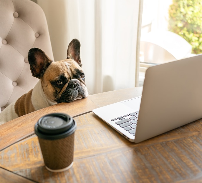Dog looking at laptop